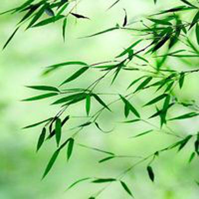 广东：发现蕨类植物新种国达铁角蕨